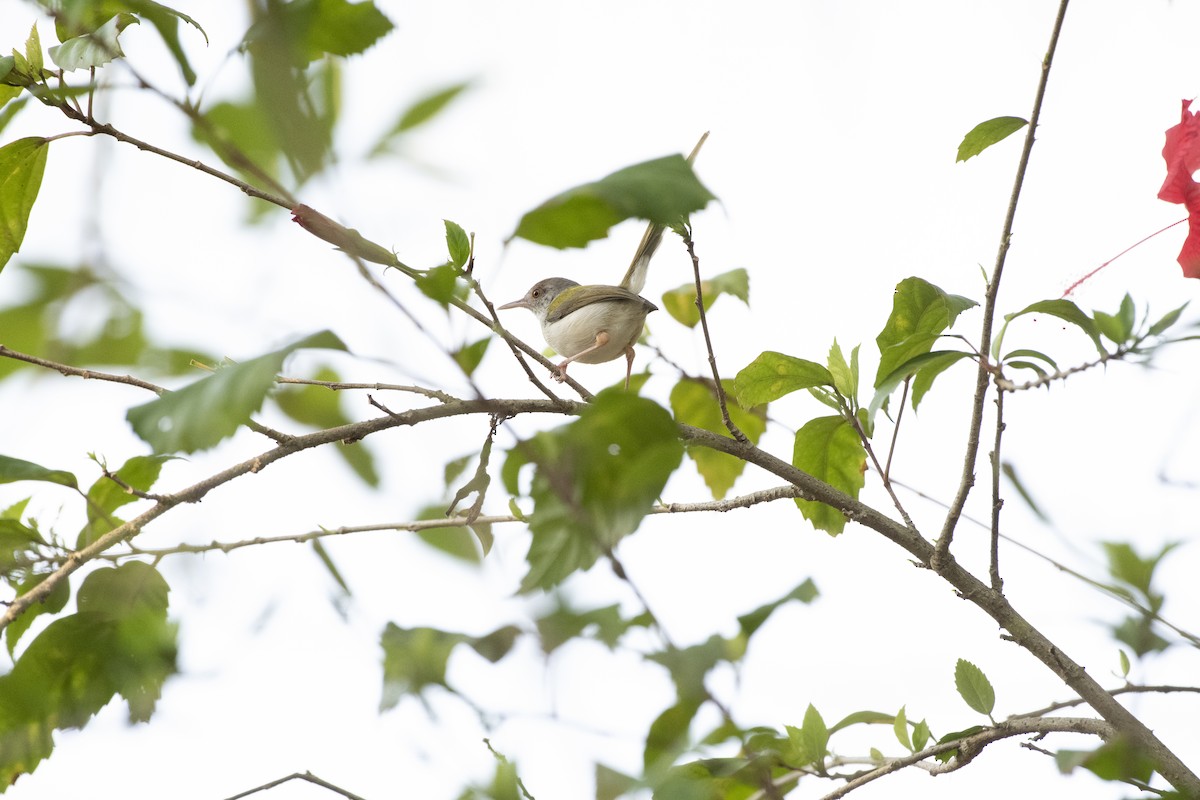 Common Tailorbird - ML656800140