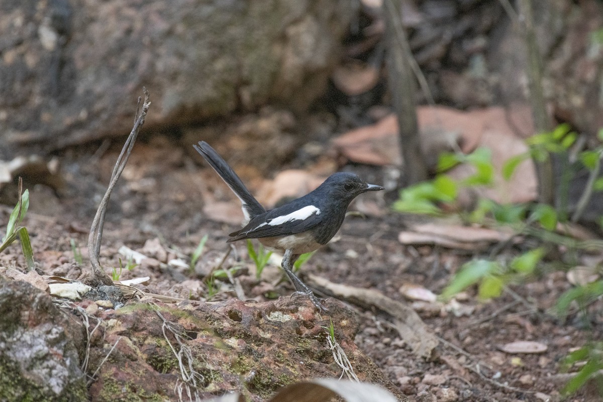 Oriental Magpie-Robin - ML656800147