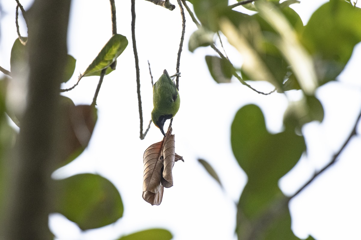 Golden-fronted Leafbird - ML656800155