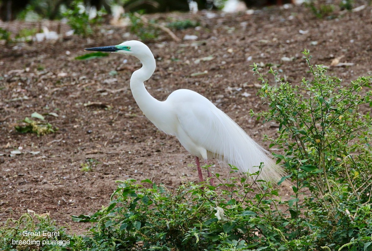 Grande Aigrette - ML656800547