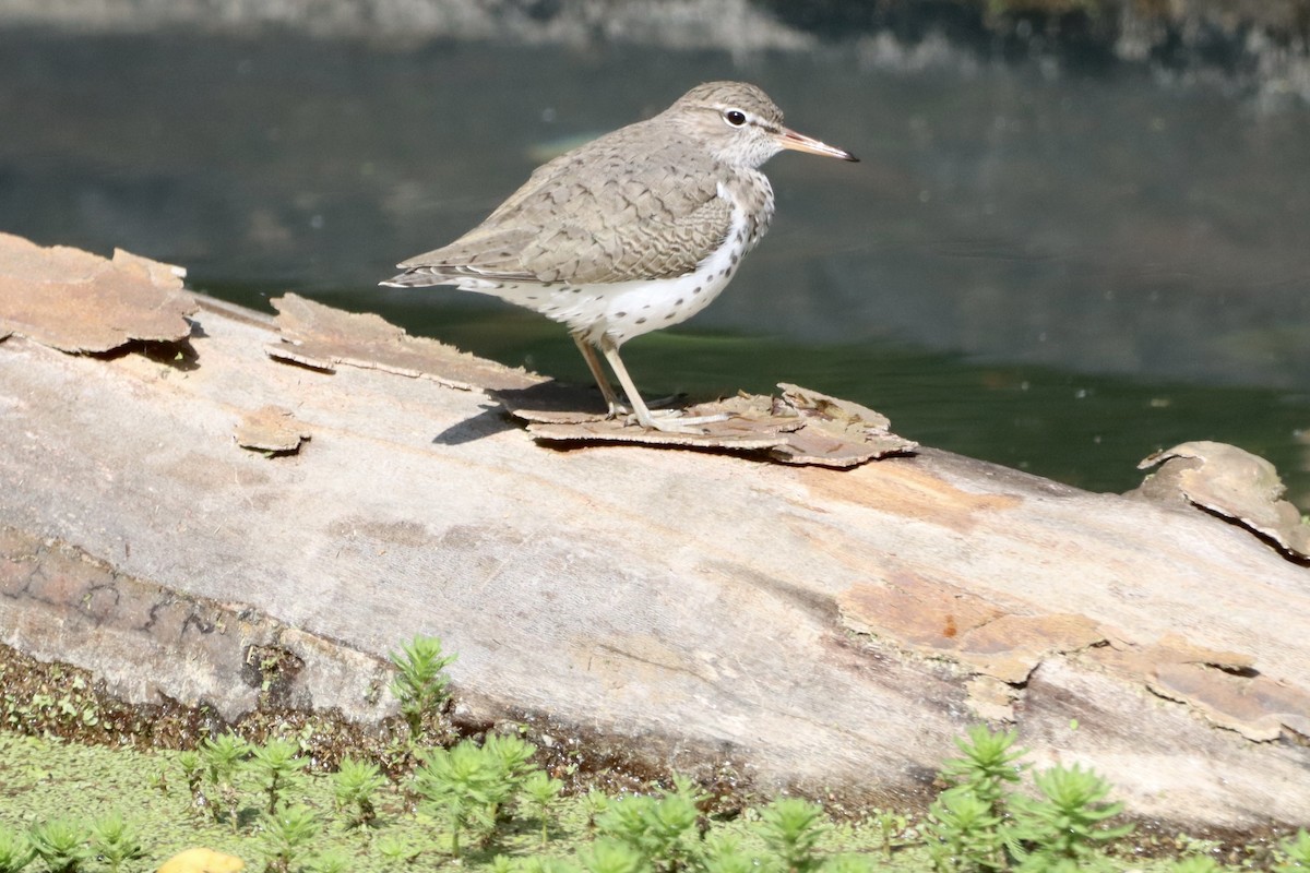 Spotted Sandpiper - ML656800606