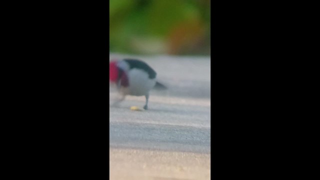 Masked Cardinal - ML656800607