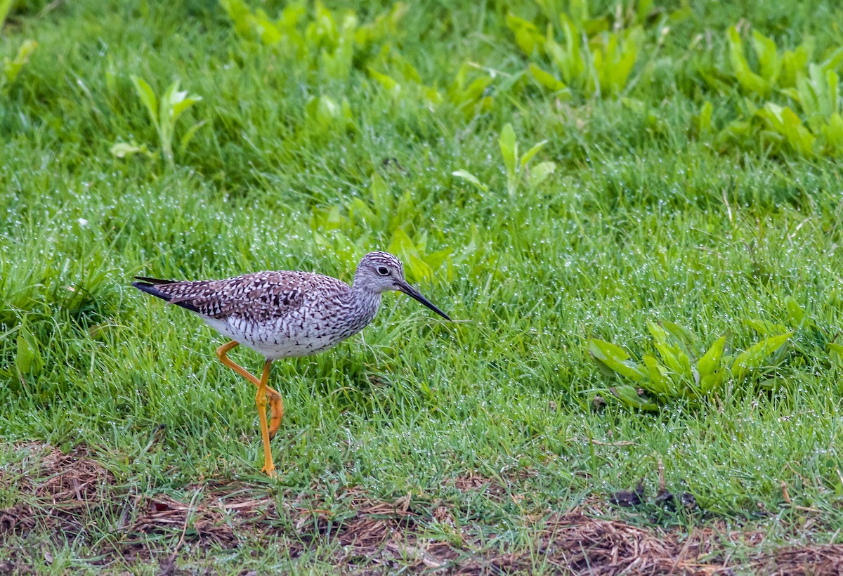 Lesser Yellowlegs - ML65680061