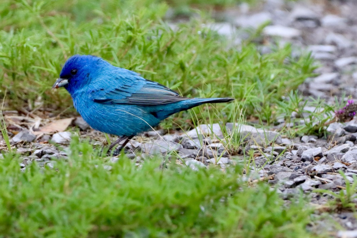 Indigo Bunting - ML656800661