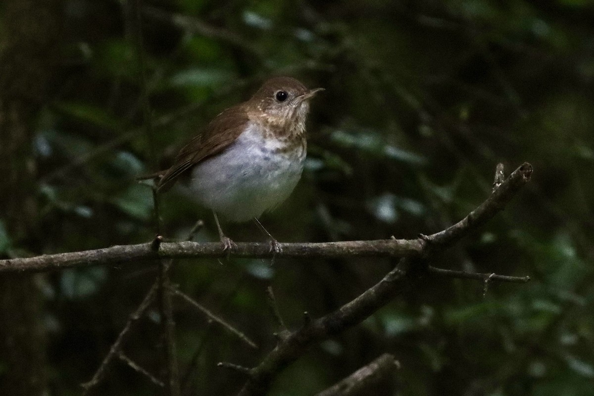 Veery - ML656800675