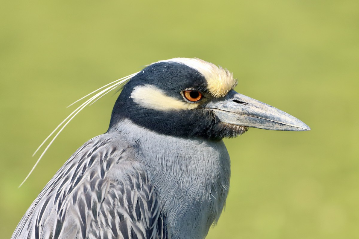 Yellow-crowned Night Heron - ML656800742