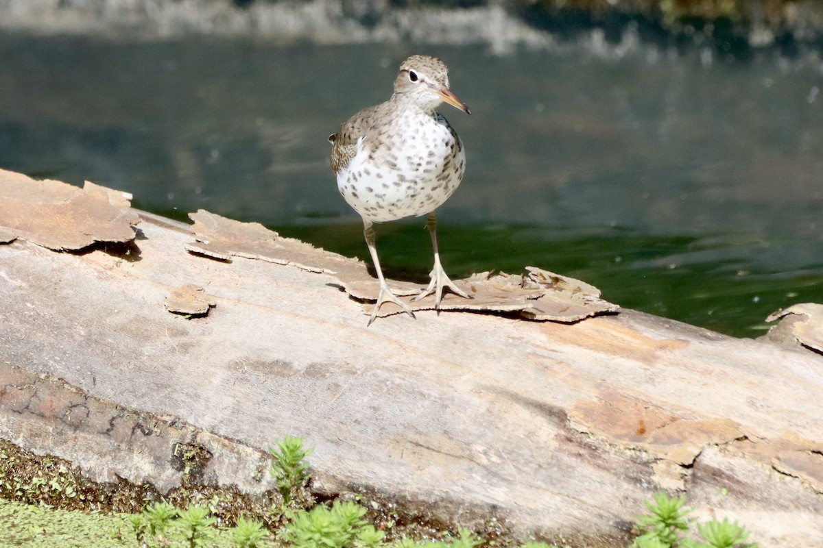 Spotted Sandpiper - ML656800751