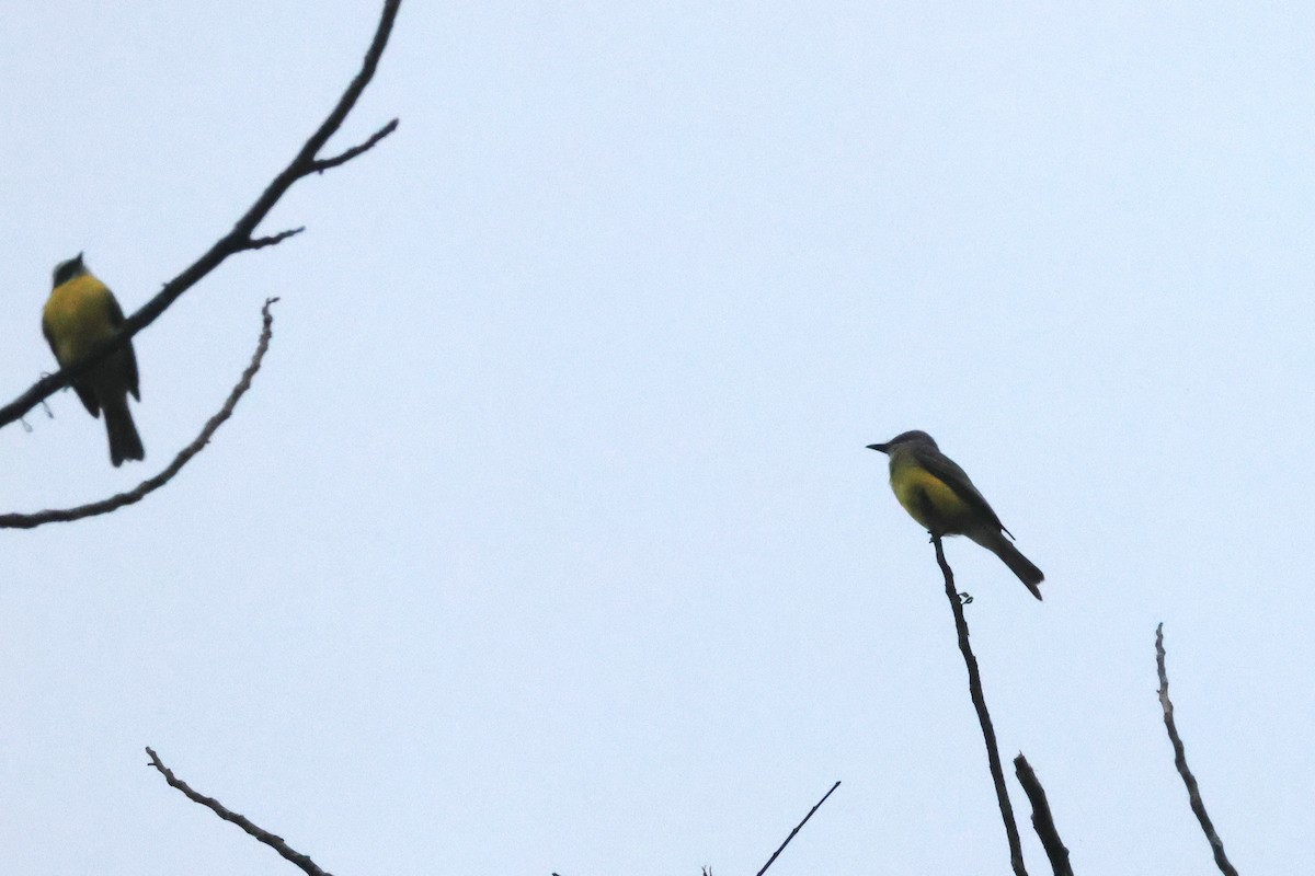 Social Flycatcher (Social) - ML656800820