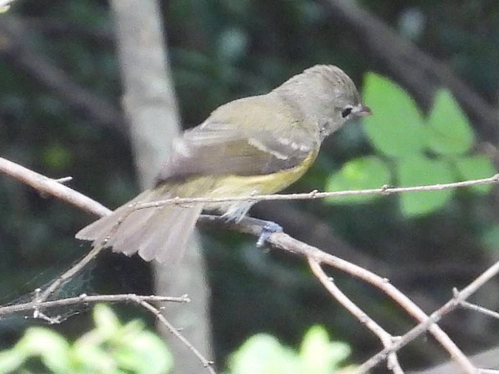 Bell's Vireo - ML656800828