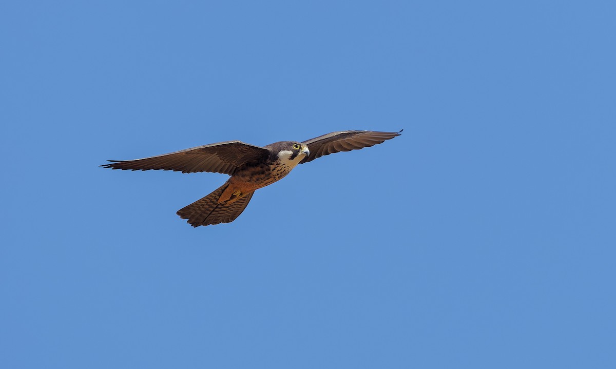 Eleonora's Falcon - ML656800831
