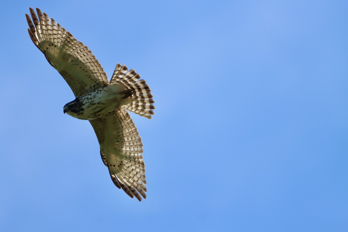 Broad-winged Hawk - ML656800862
