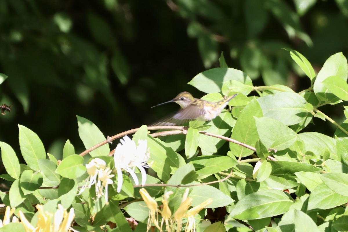 Ruby-throated Hummingbird - ML656800882