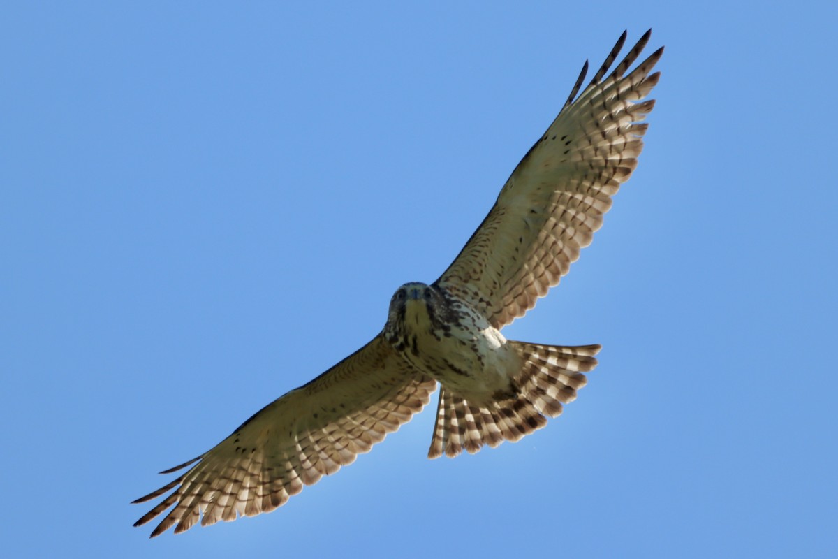 Broad-winged Hawk - ML656800896