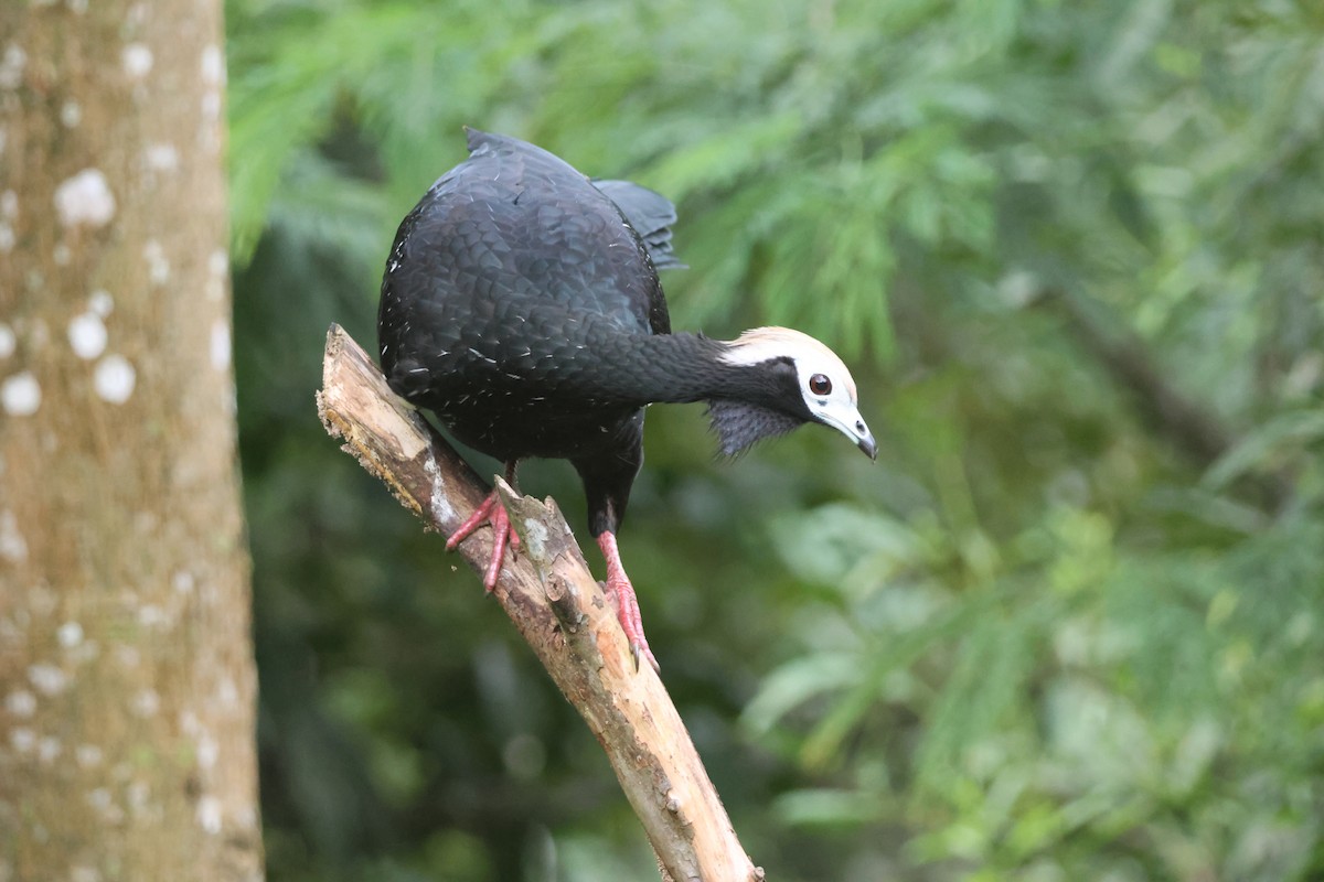 Blue-throated Piping-Guan - ML656800915