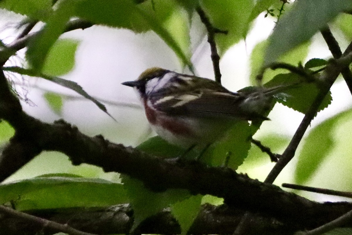 Chestnut-sided Warbler - ML656801036