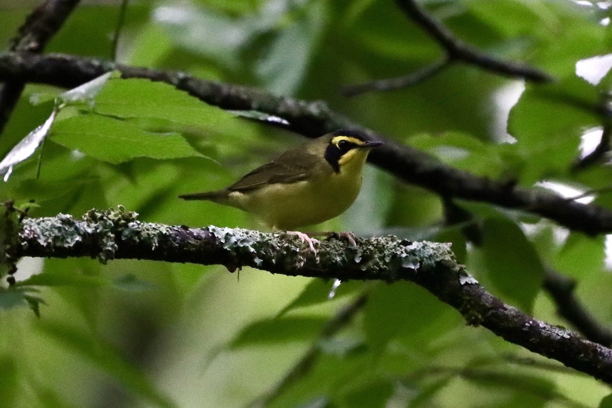 Kentucky Warbler - ML656801046