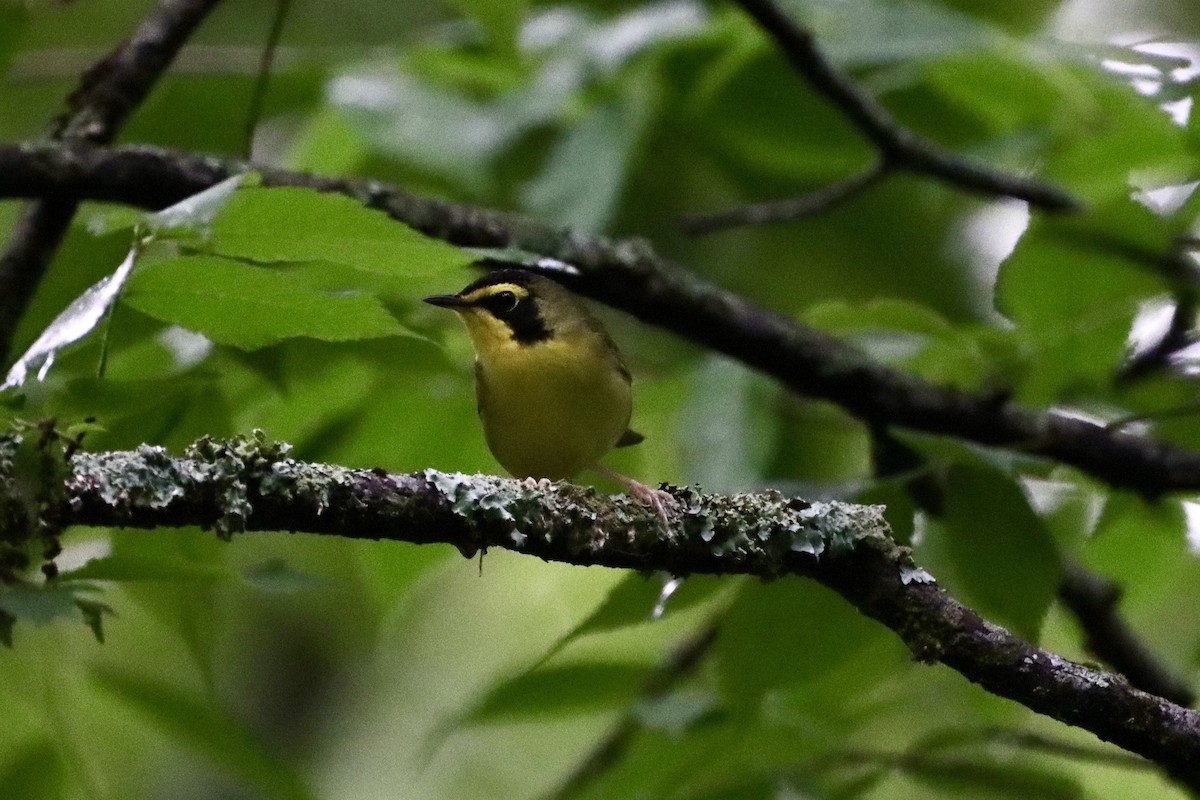 Kentucky Warbler - ML656801061