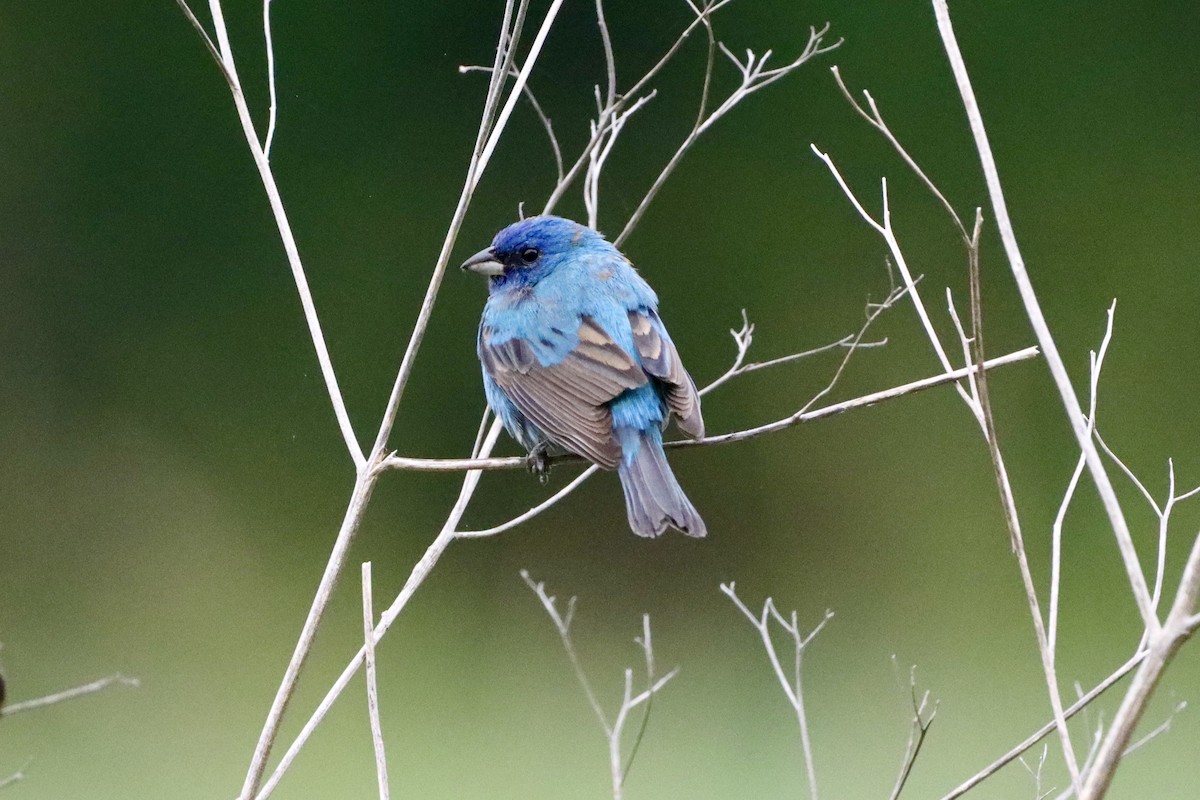 Indigo Bunting - ML656801067