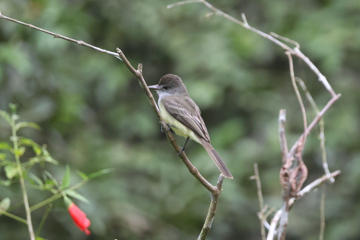 Short-crested Flycatcher - ML656801079