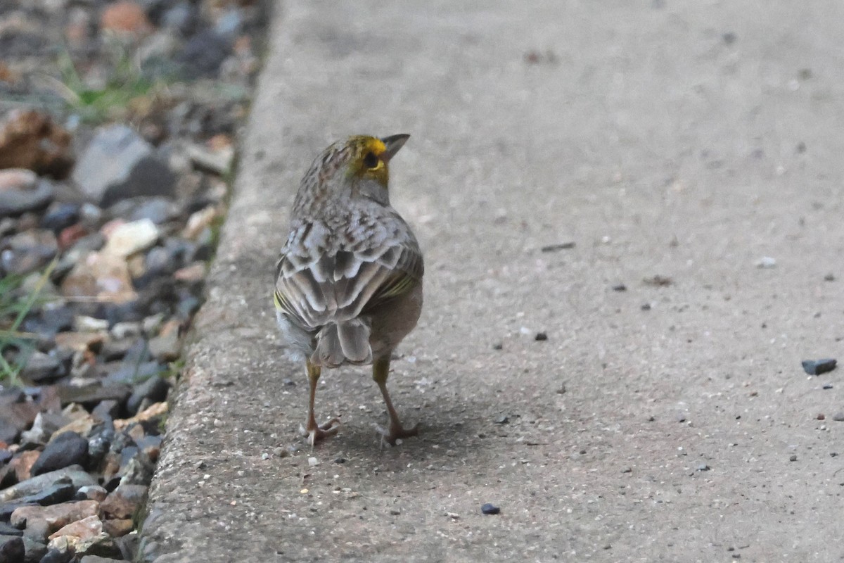 Yellow-browed Sparrow - ML656801255