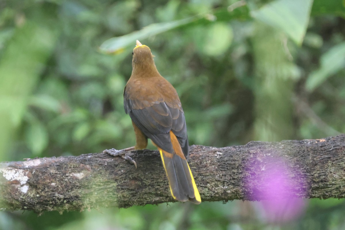 Russet-backed Oropendola (Russet-backed) - ML656801303