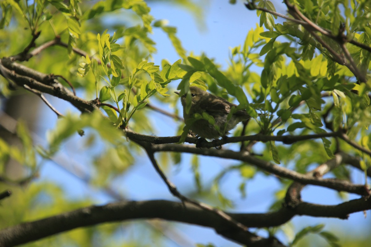 møllparula - ML656802443