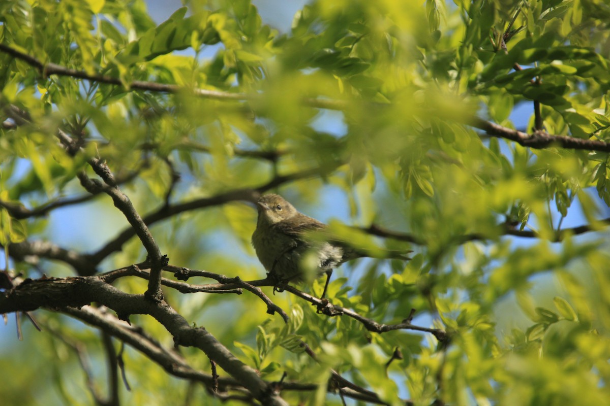 møllparula - ML656802444