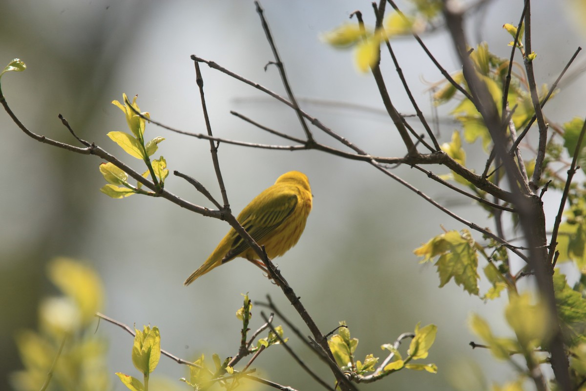 gulparula - ML656802473