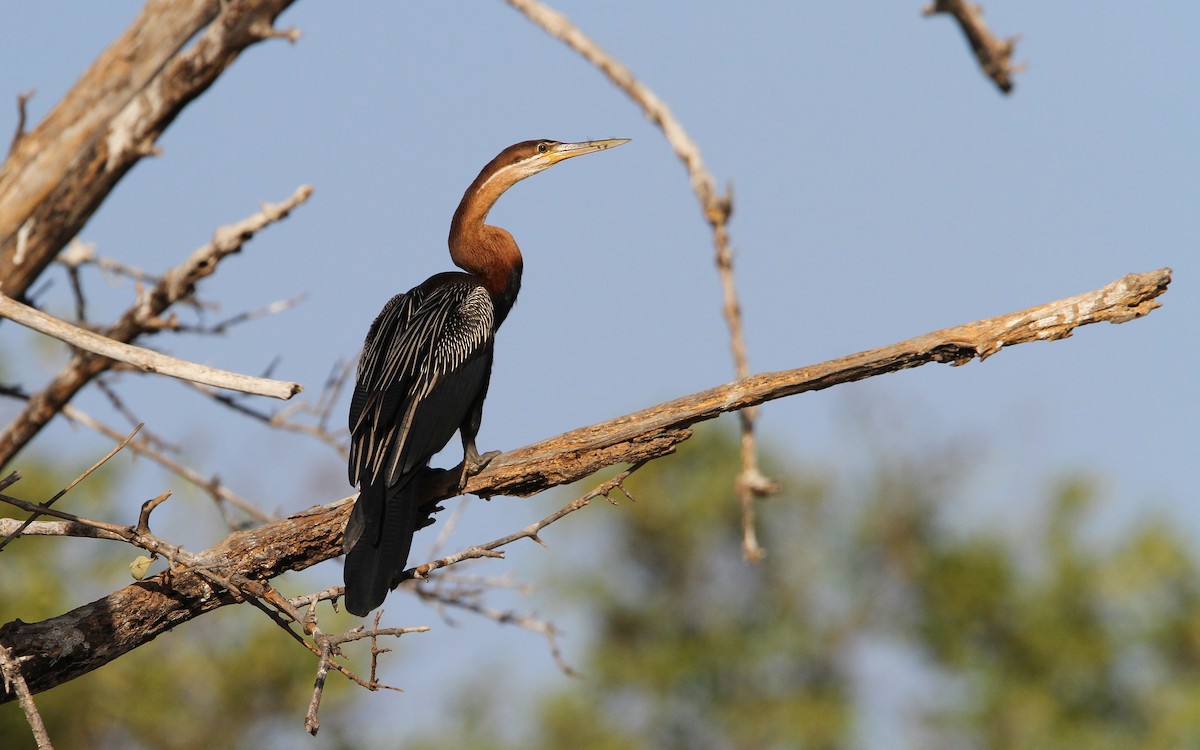 African Darter - Christoph Moning