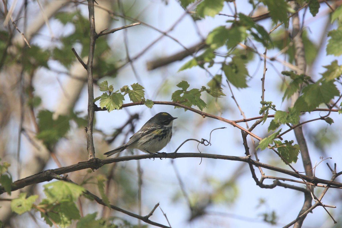 myrteparula - ML656802586