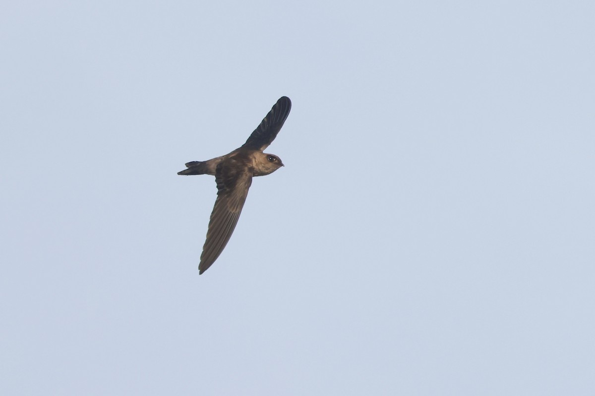 White-nest Swiftlet - ML656802684