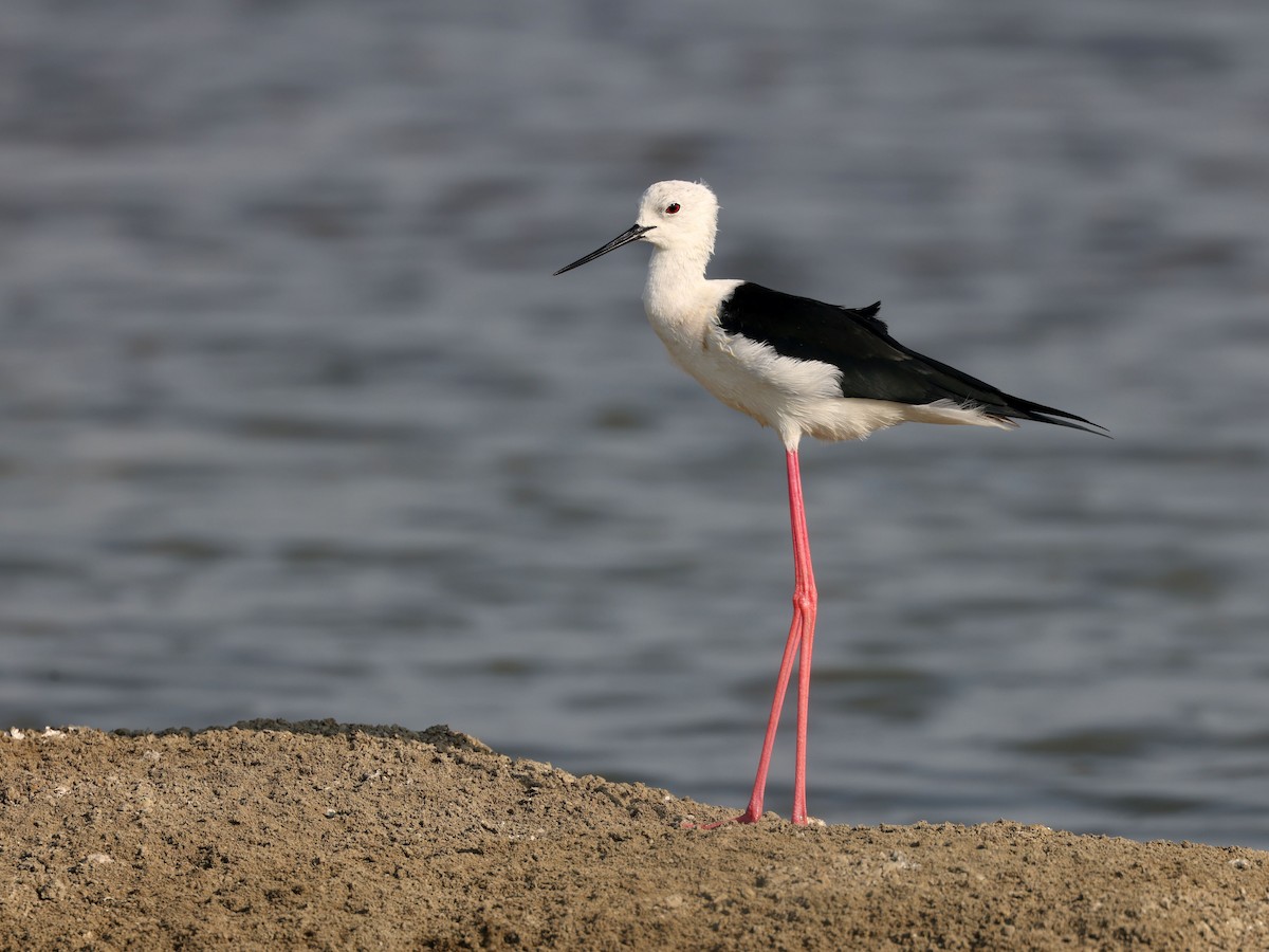 Zankaluze eurasiarra - ML656802692