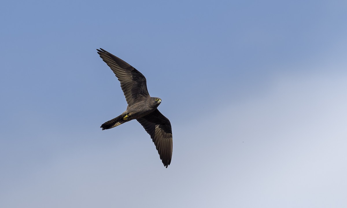 Eleonora's Falcon - ML656802741