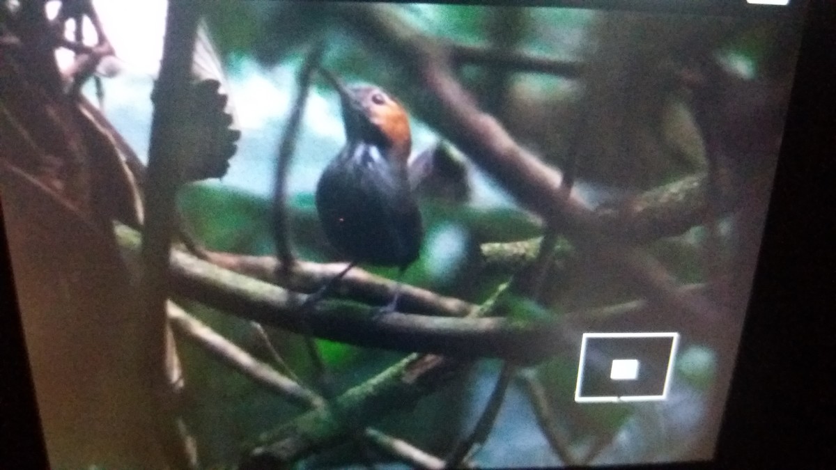 Tawny-faced Gnatwren - Ernest Carman