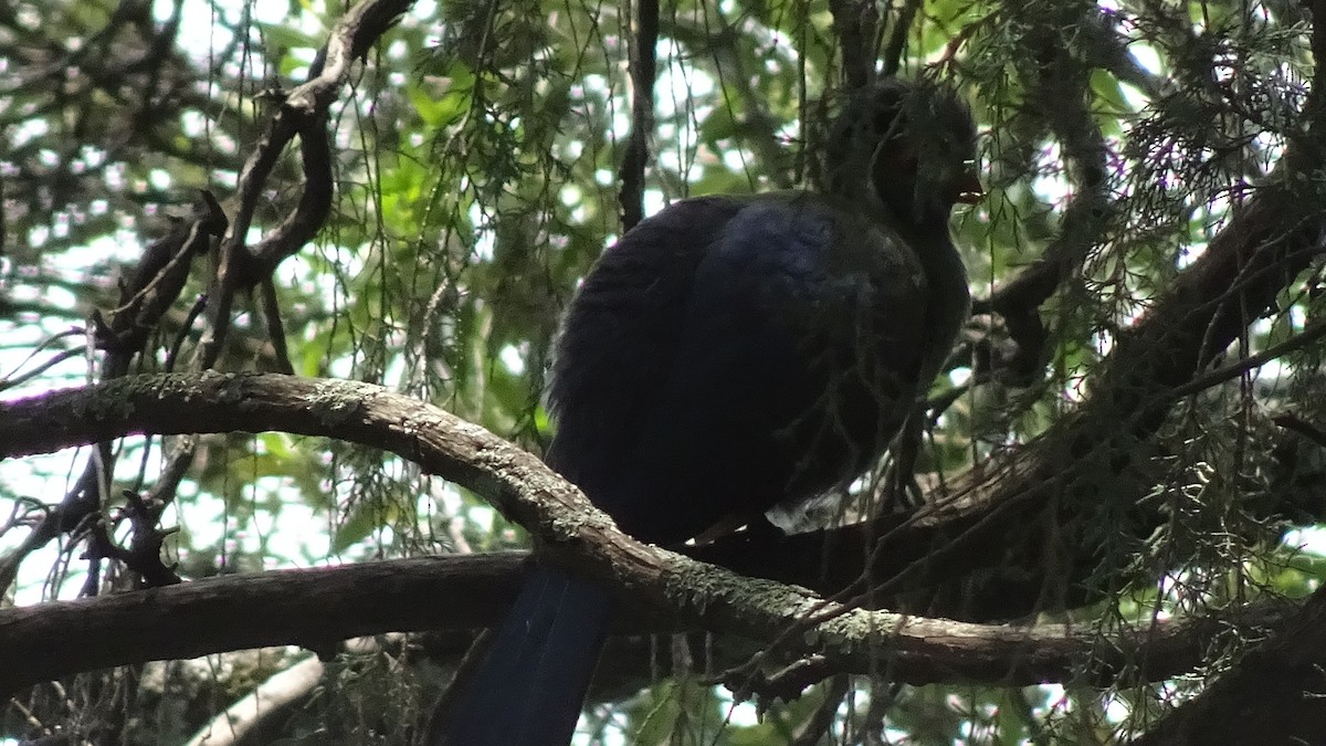 White-cheeked Turaco - Rick Jacobsen