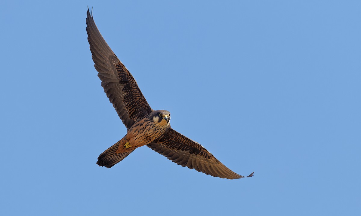 Eleonora's Falcon - ML656804402