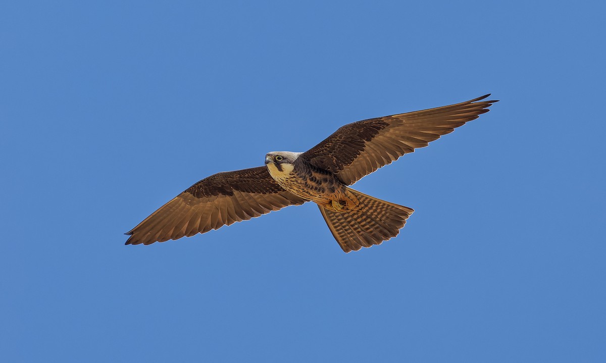 Eleonora's Falcon - ML656804818