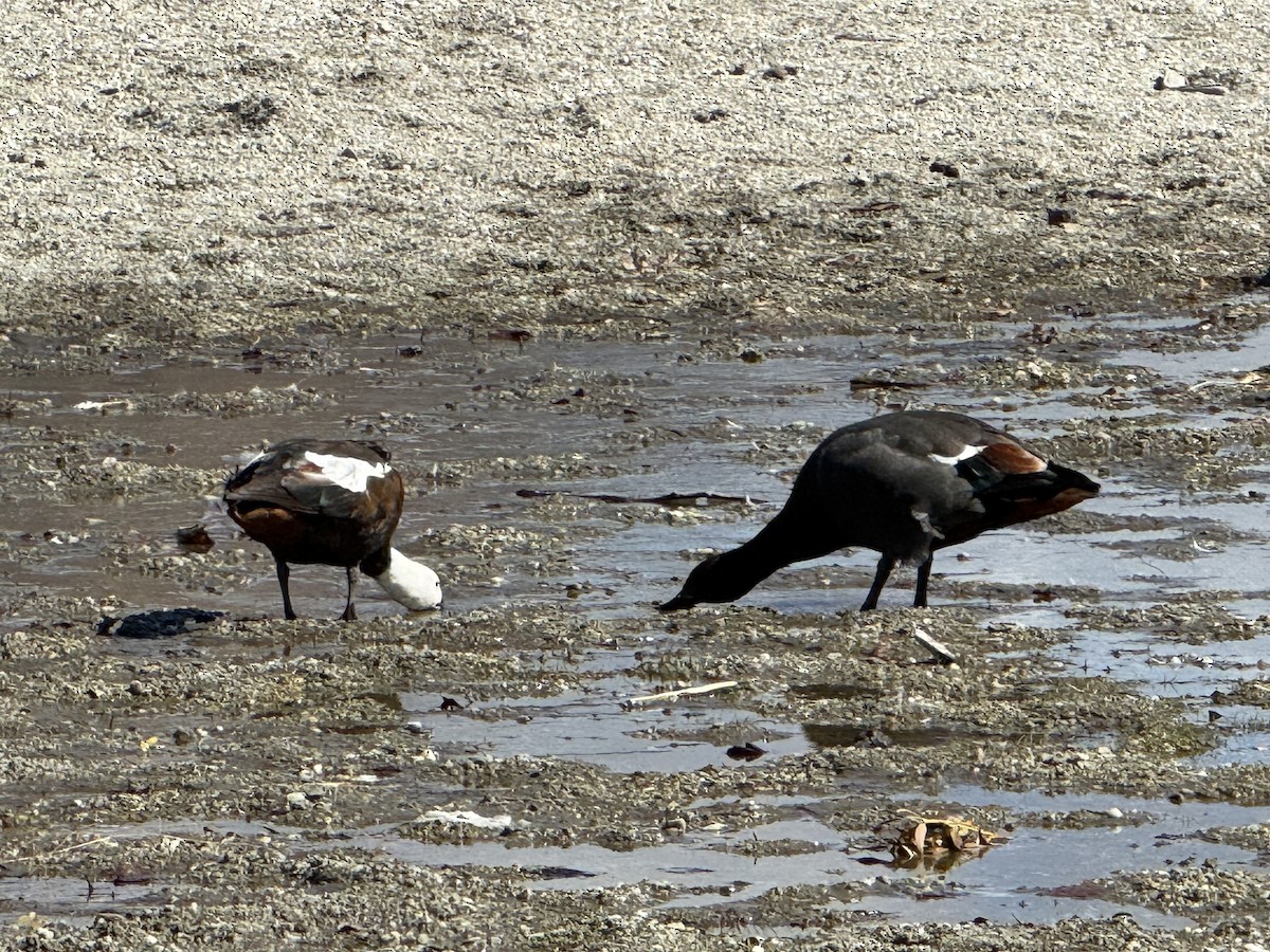 Paradise Shelduck - ML656804951
