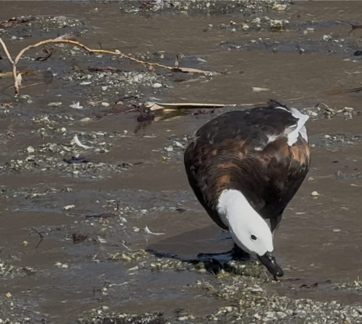 Paradise Shelduck - ML656804952