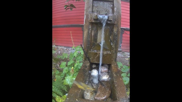 ウィルソンアメリカムシクイ - ML656805282