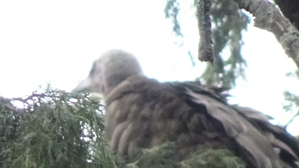 White-backed Vulture - Rick Jacobsen