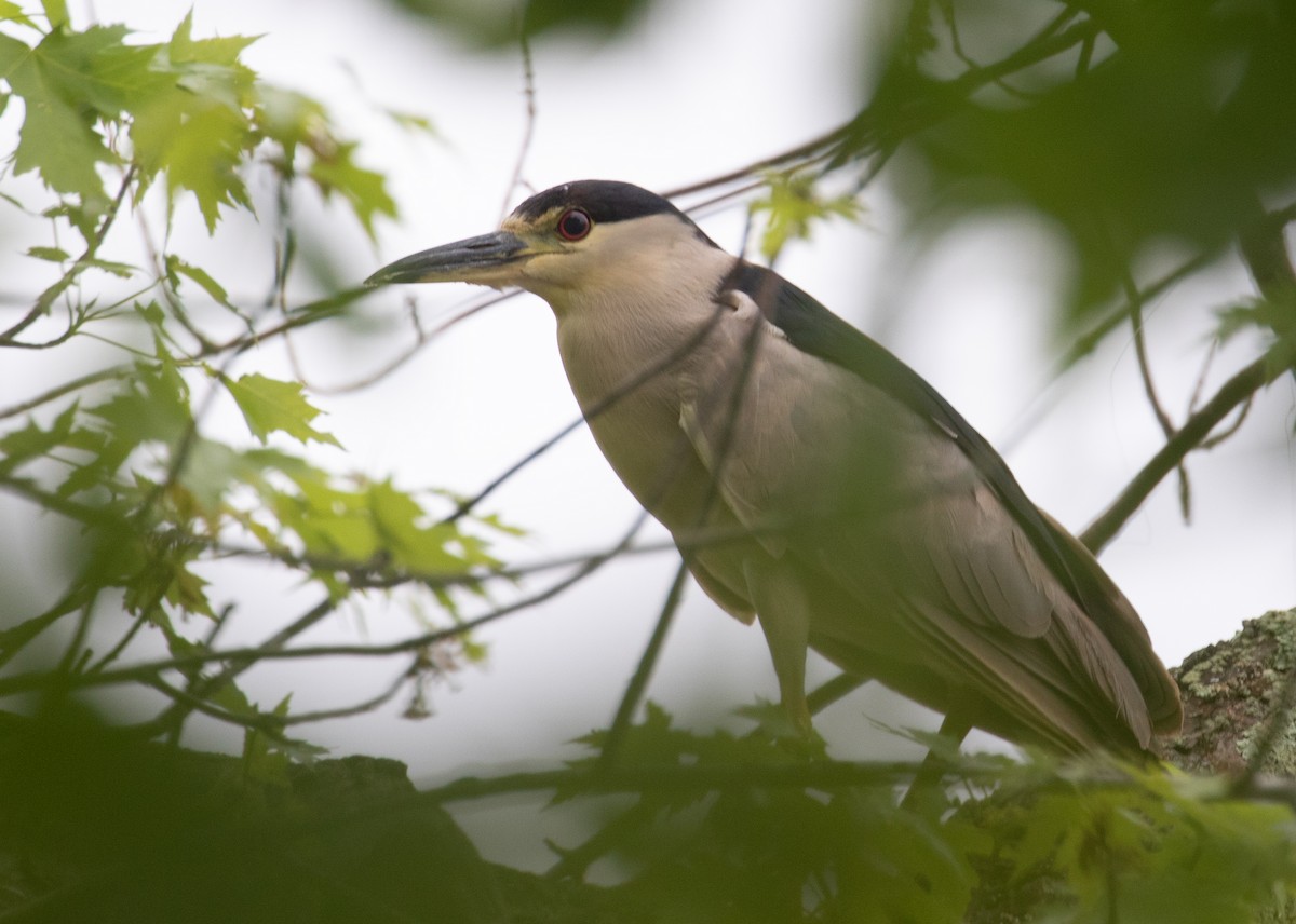 Black-crowned Night Heron - ML656807066