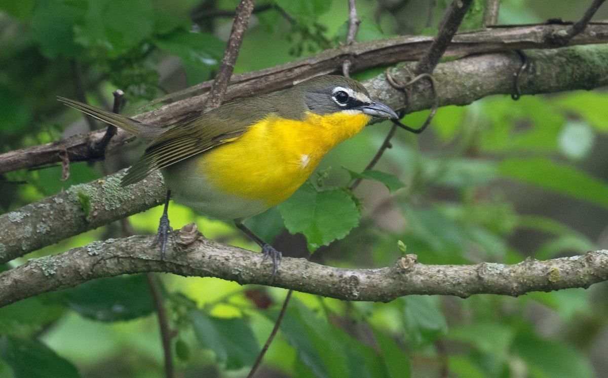 Yellow-breasted Chat - ML656807109