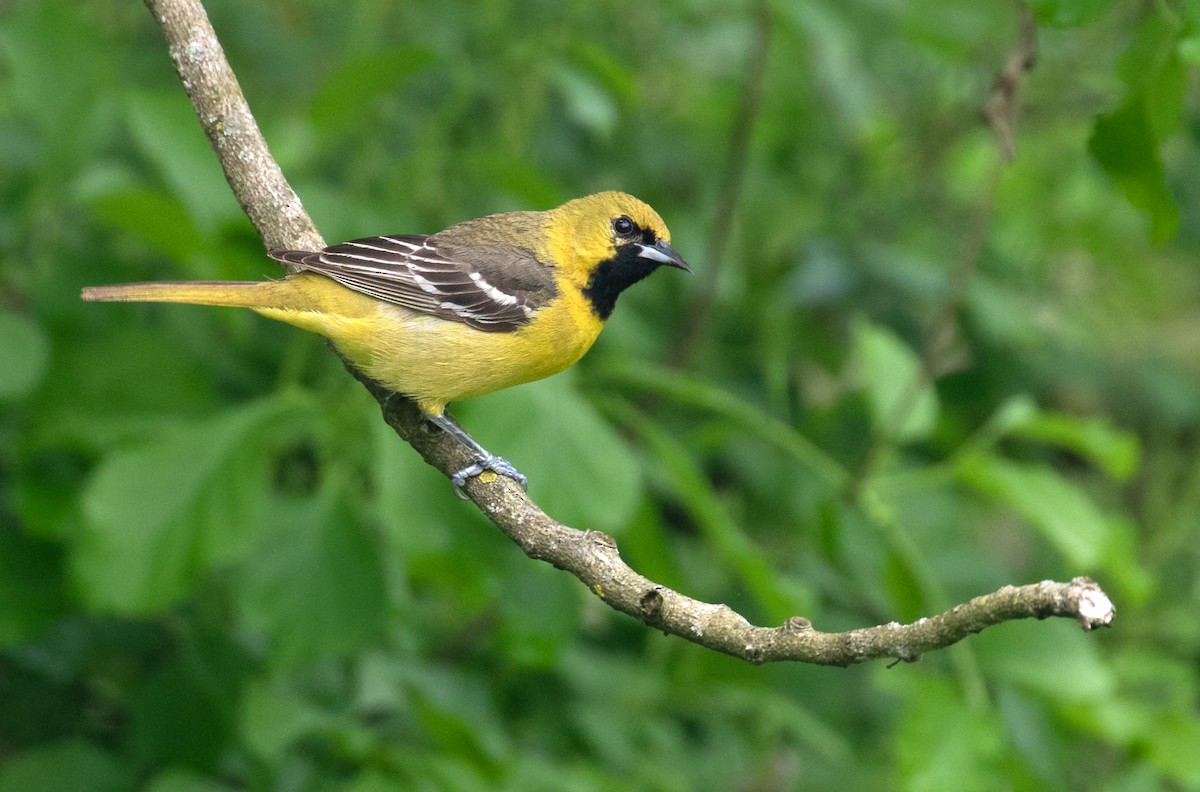 Orchard Oriole - ML656807119