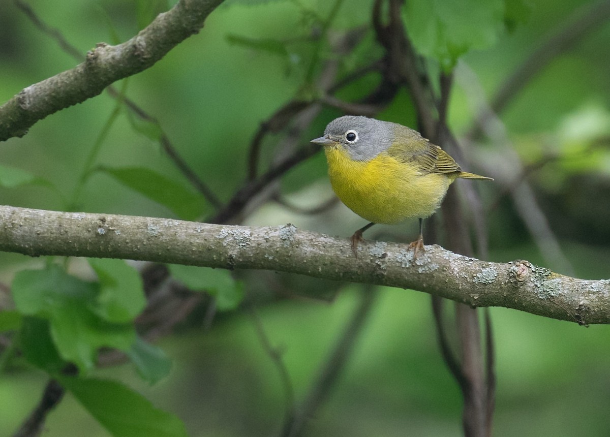 Nashville Warbler - ML656807140