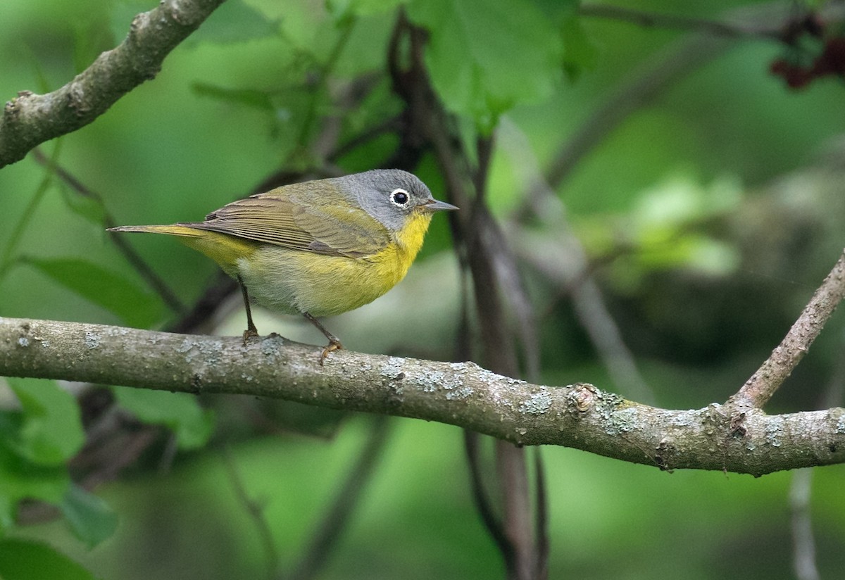 Nashville Warbler - ML656807141