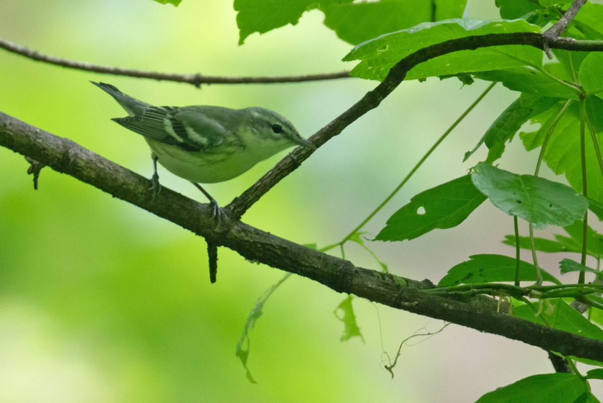 Cerulean Warbler - ML656807165