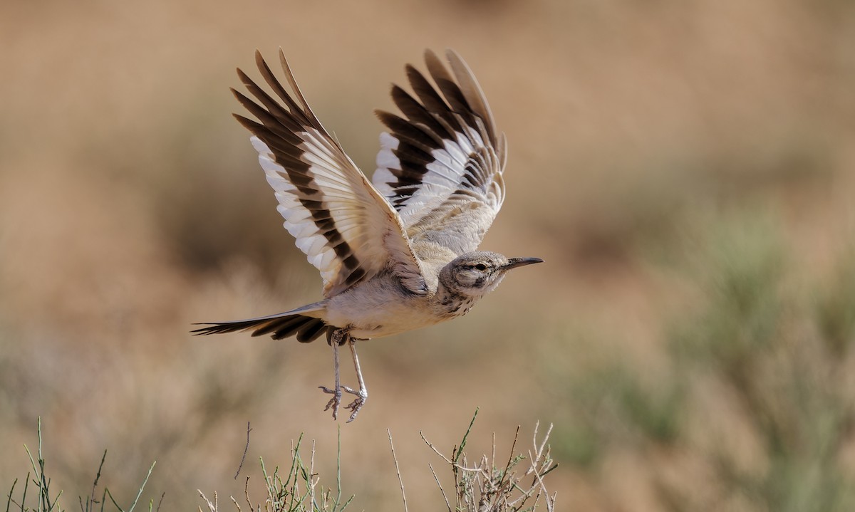 Greater Hoopoe-Lark - ML656807829