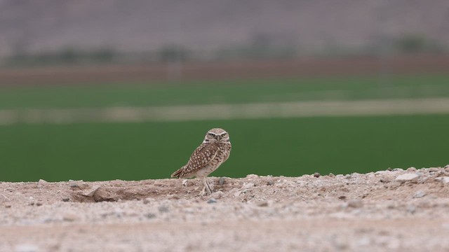 Burrowing Owl (Western) - ML656808383