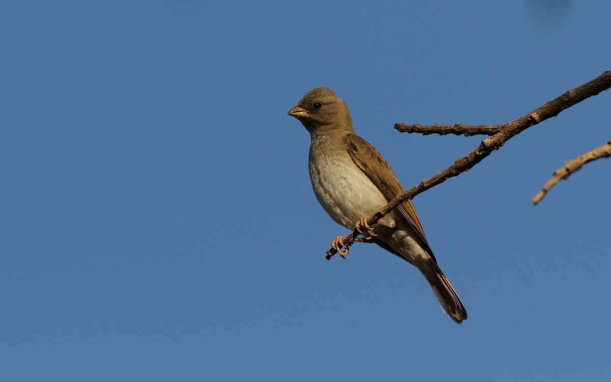 Northern Gray-headed Sparrow - ML65680861